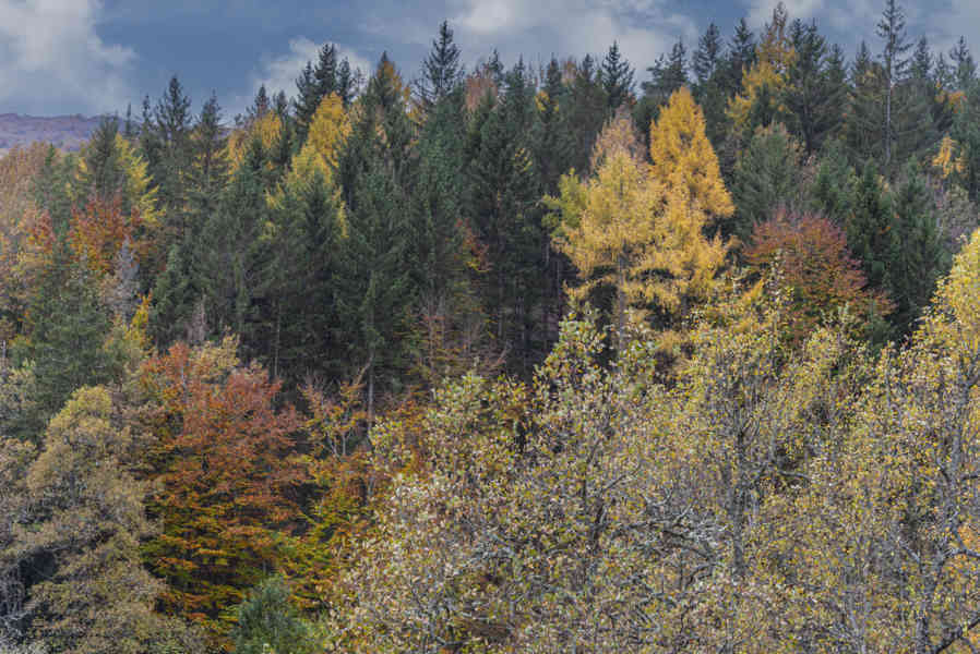 Comunidad Foral de Navarra 071 - Selva de Irati.jpg